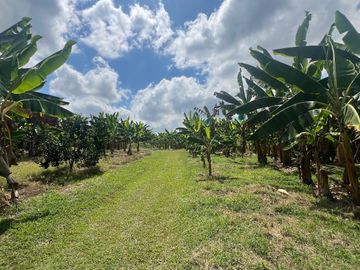 Finca productiva en venta Quimbaya Quindio 24 cuadras
