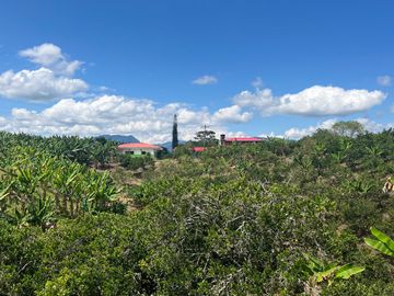 Finca productiva en venta Quimbaya Quindio 24 cuadras