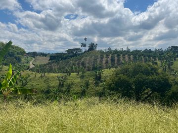 Finca productiva en venta Quimbaya Quindio 24 cuadras