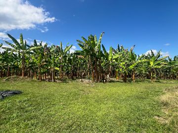 Finca productiva en venta Quimbaya Quindio 24 cuadras