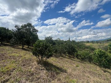 Finca productiva en venta Quimbaya Quindio 24 cuadras