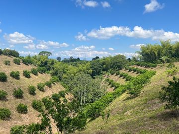 Finca productiva en venta Quimbaya Quindio 24 cuadras
