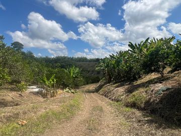 Finca productiva en venta Quimbaya Quindio 24 cuadras
