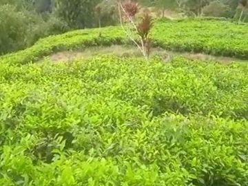 Tanah Potensi Wisata Air Terjun & Kebun Teh seluas 73 Ha di Puncak Mulya, Pangalengan.