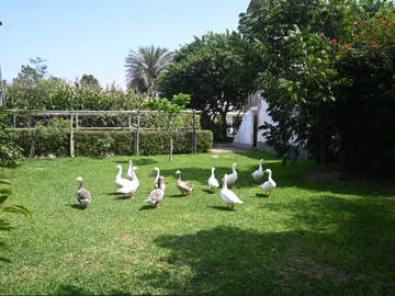 VENDO CASA DE CAMPO 10,000 M² KM 86 PAN SUR MALA