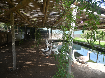VENDO CASA DE CAMPO 10,000 M² KM 86 PAN SUR MALA