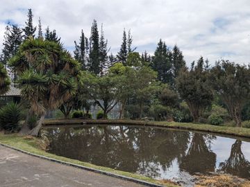 PIFO QUINTA DE VENTA