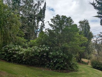 PIFO QUINTA DE VENTA