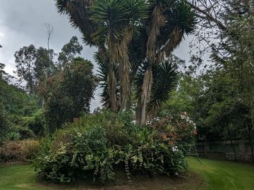 PIFO QUINTA DE VENTA