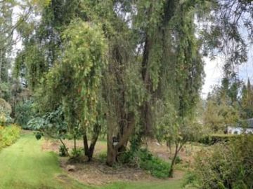 PIFO QUINTA DE VENTA