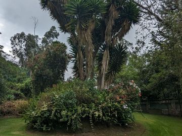 PIFO QUINTA DE VENTA