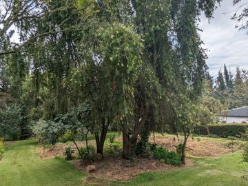 PIFO QUINTA DE VENTA