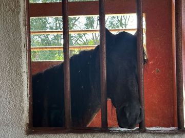 VENTA RANCHO GANADERO EN MONTEMORELOS EL FRAILE
