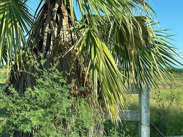 VENTA RANCHO GANADERO EN MONTEMORELOS EL FRAILE