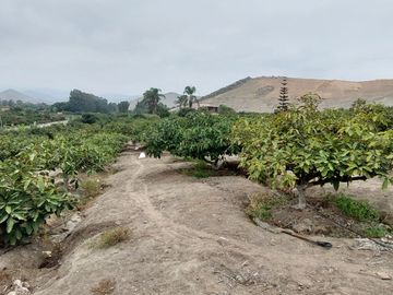 VENDO CASA DE CAMPO CON PLANTAS FRUTALES 5.5 HAS.