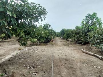VENDO CASA DE CAMPO CON PLANTAS FRUTALES 5.5 HAS.