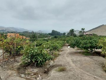 VENDO CASA DE CAMPO CON PLANTAS FRUTALES 5.5 HAS.