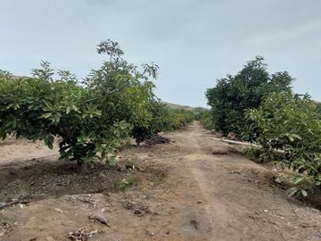 VENDO CASA DE CAMPO CON PLANTAS FRUTALES 5.5 HAS.
