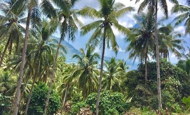 A 47 Hectares / 116.14 Acres Property | a Pasture Land with Mini Waterfalls in Romblon, Philippines FOR SALE