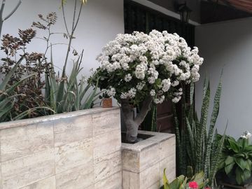 Casa en venta en surco cerca de avenidas como Caminos del Inca e Higuereta