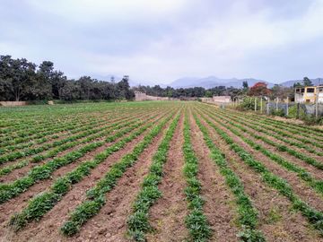 Terreno en Lurín para Actividades Agricolas, Casas de Campo