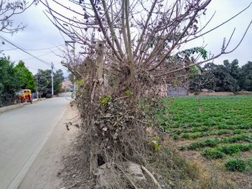 Terreno en Lurín para Actividades Agricolas, Casas de Campo