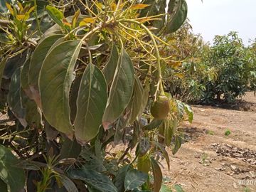 Venta Terreno cañete quilmana