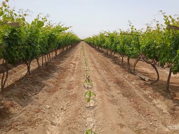 Venta Terreno cañete quilmana