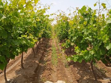Venta Terreno cañete quilmana