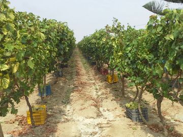 Venta Terreno cañete quilmana
