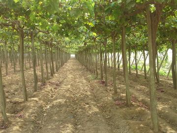 Venta Terreno cañete quilmana