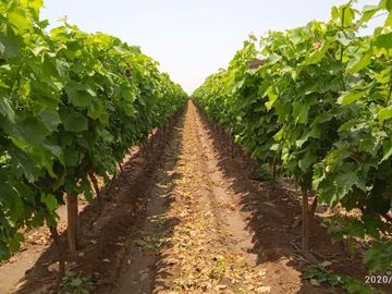 Venta Terreno cañete quilmana
