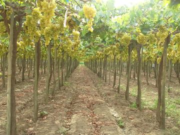 Venta Terreno cañete quilmana