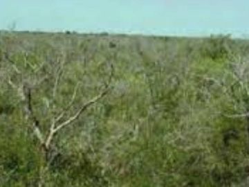 TERRENO RÚSTICO EN VENTA en TIXKOKOB de siete hectáreas.