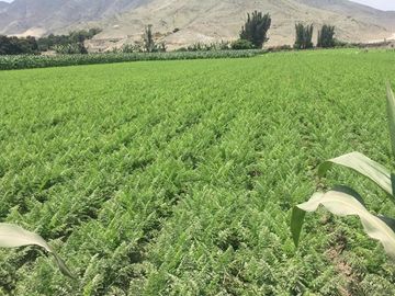 SE VENDE TERRENO AGRICOLA EN CHANCAY (4 HECTÁREAS) a 13 minutos del MEGA PUERTO