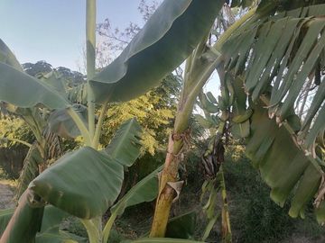 RANCHO EN VENTA EN CADEREYTA JIMENEZ, NUEVO LEON, CARRETERA SAN JUAN LAS TRANCAS, KM 4