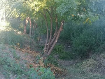 RANCHO EN VENTA EN CADEREYTA JIMENEZ, NUEVO LEON, CARRETERA SAN JUAN LAS TRANCAS, KM 4