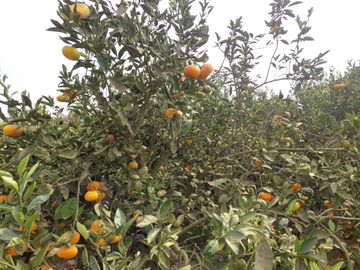 ¡SE VENDE 10.8 HEC. EN SANTA HILDA, HUARAL!