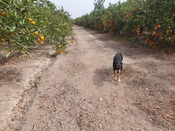 ¡SE VENDE 10.8 HEC. EN SANTA HILDA, HUARAL!