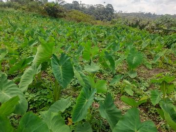 Terreno en venta, sector Pastaza - Puyo