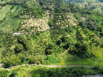 Se vende finca en cítricos vía Génova Quindío