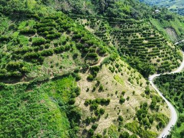 Se vende finca en cítricos vía Génova Quindío