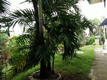 10,934 sq.m. farm resort for sale with a house overlooking the sea- Negros Occ. @P22M
