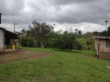 Vendo quinta de 03 hectáreas, sector La Libertad del Toachi, Santo Domingo