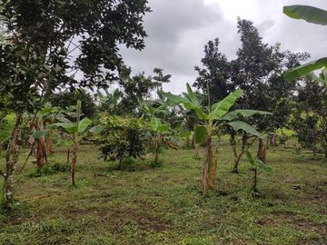 Vendo quinta de 03 hectáreas, sector La Libertad del Toachi, Santo Domingo