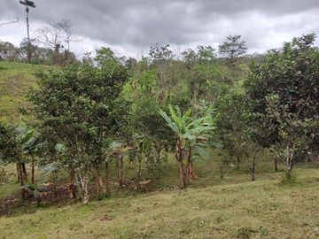 Vendo quinta de 03 hectáreas, sector La Libertad del Toachi, Santo Domingo