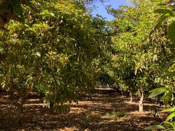 Vendo Parcela Camino Lonquen Sur Paradero 32 Talagante