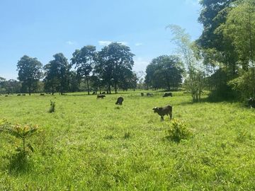 Finca de Venta - SECTOR LA LUCHA EN LOS RIOS