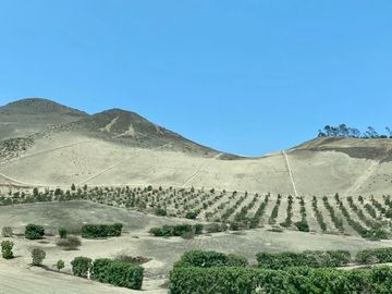 TERRENO EN VENTA EN CONDOMINIO FINCA MARIA, PACHACAMAC
