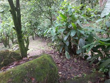 VENDO CASA FINCA CON 7 CASAS POR 275 MILLONES EN BARBOSA ANTIOQUIA.